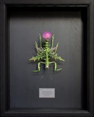 Cirsium japonicum (2022.6.29,Kyoto.Japan)